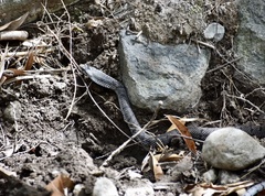 Cubophis cantherigerus