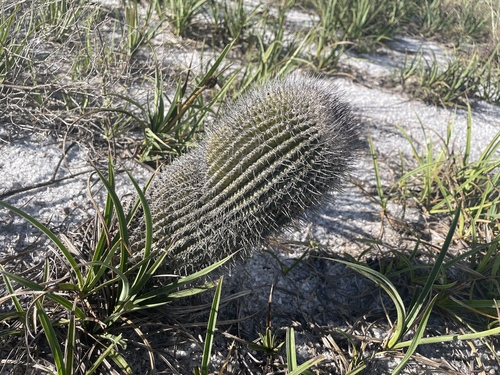 Uebelmannia gummifera
