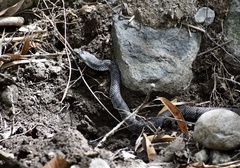 Cubophis cantherigerus