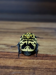 Gymnetis sallei