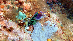 Nembrotha cristata