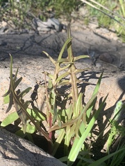 Caulanthus lasiophyllus