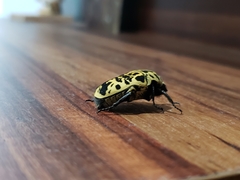 Gymnetis sallei