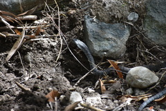 Cubophis cantherigerus