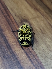 Gymnetis sallei