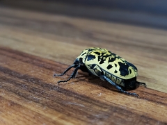 Gymnetis sallei