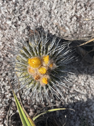 Uebelmannia gummifera