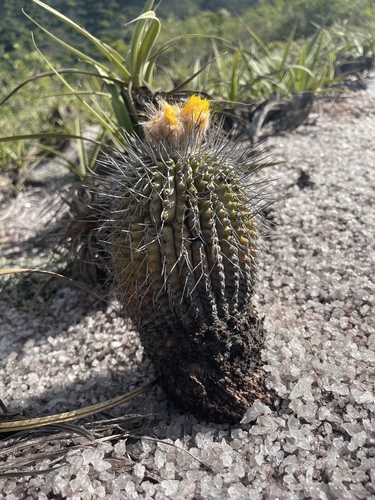 Uebelmannia gummifera