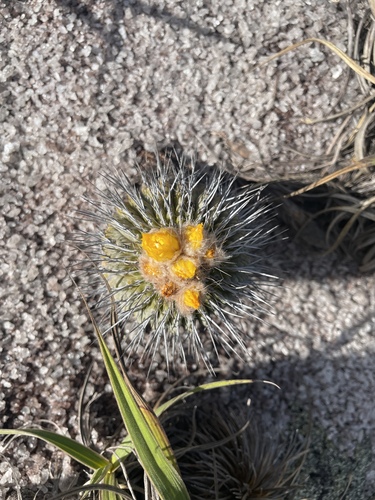 Uebelmannia gummifera