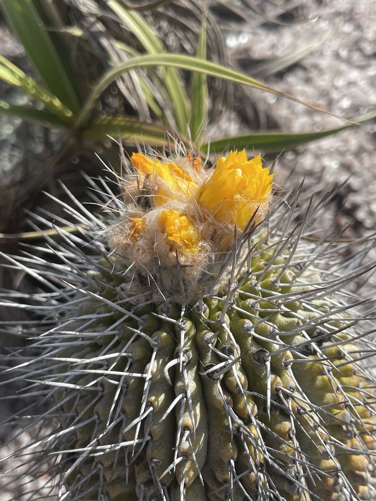 Uebelmannia gummifera, Minas Gerais, BR