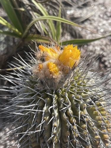 A species of cactus (Uebelmannia gummifera)