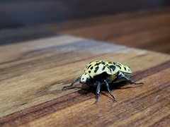 Gymnetis sallei
