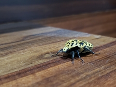 Gymnetis sallei