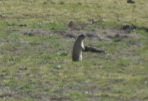 Cynomys parvidens observed by konshau