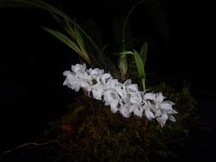 Coelogyne veitchii
