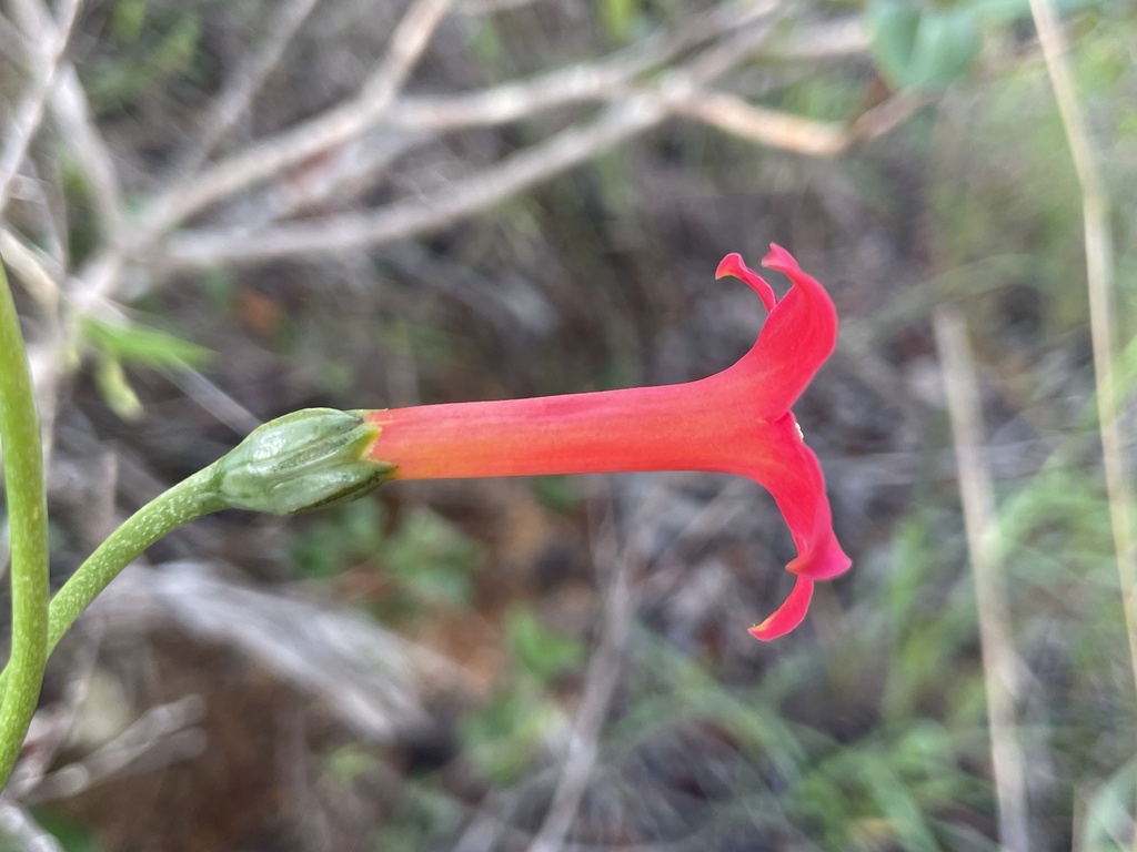 Calolisianthus pedunculatus (Calolisianthus pedunculatus)