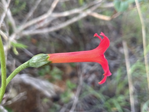 Calolisianthus pedunculatus (Calolisianthus pedunculatus)