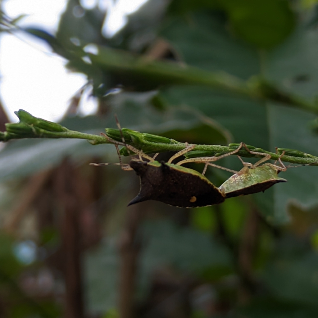 Euschistus backhauseni
