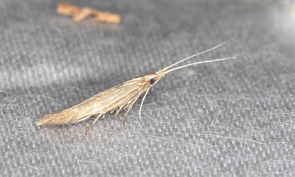 Casebearing Moths from Browns Mills, Pemberton Township, NJ 08015, USA ...