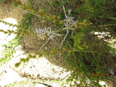 Wahlenbergia subulata