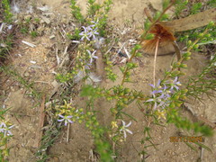 Wahlenbergia subulata