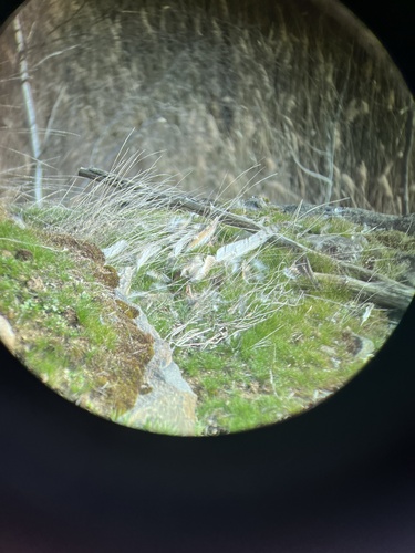 View observation of {o.common_name} on iNaturalist