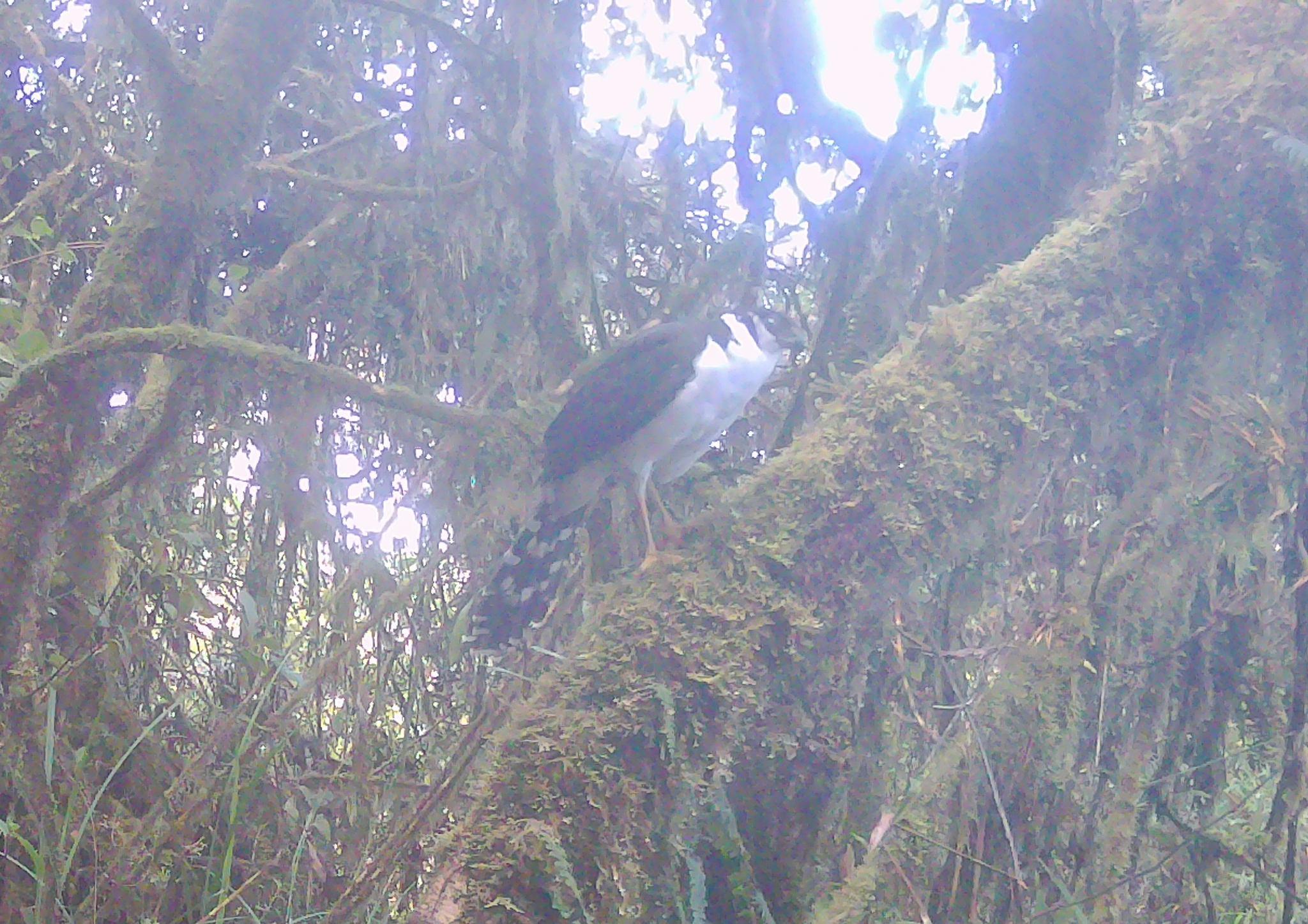 Collared Forest Falcon (Micrastur semitorquatus), photo 10