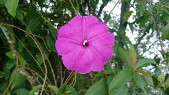 Ipomoea dumosa