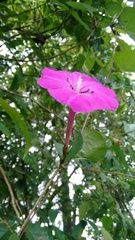 Ipomoea dumosa
