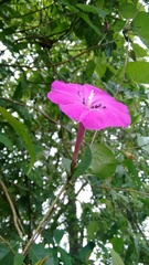 Ipomoea dumosa