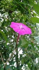Ipomoea dumosa