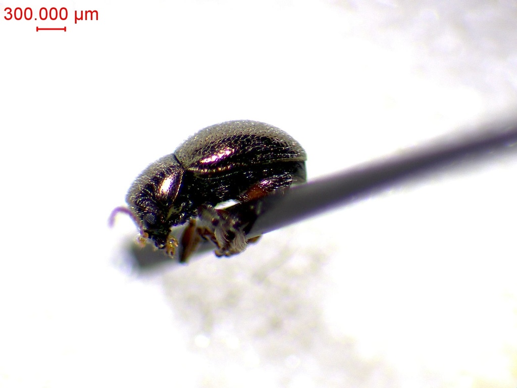 Colaspidea globosa