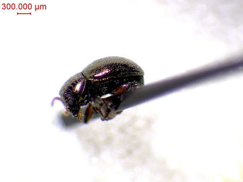 Colaspidea globosa