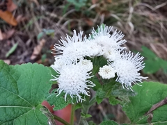 Ageratina petiolaris