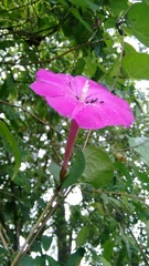 Ipomoea dumosa