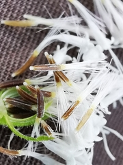 Ageratina petiolaris