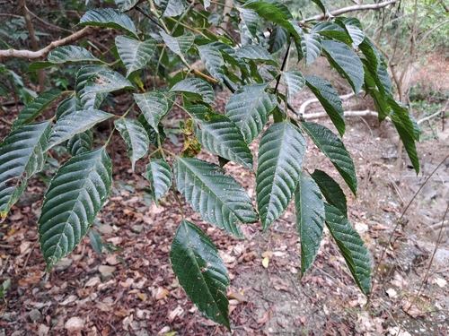 Leea guineensis (Leea guineensis)