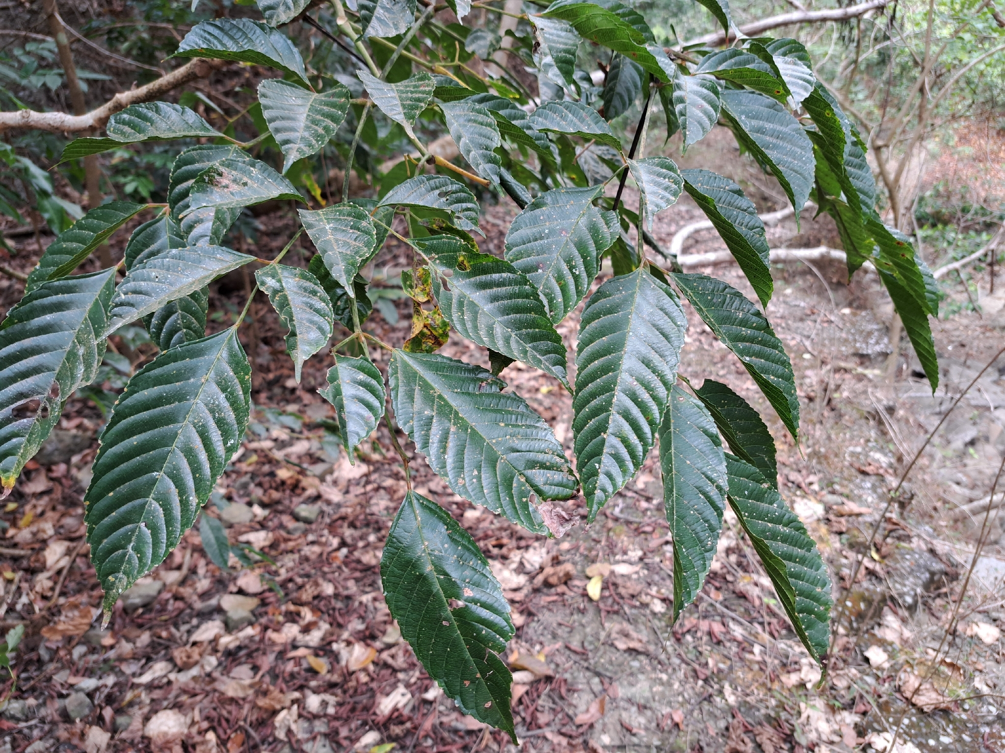 Leea Guineensis (Leea guineensis)