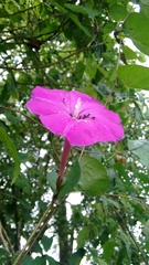 Ipomoea dumosa