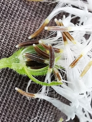 Ageratina petiolaris