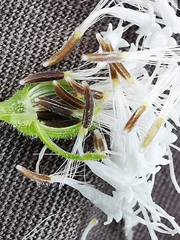 Ageratina petiolaris