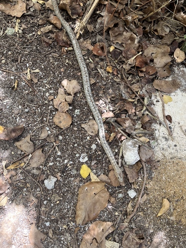 Antiguan Racer