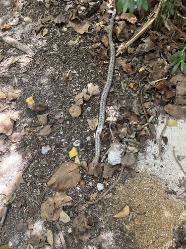 Antiguan Racer
