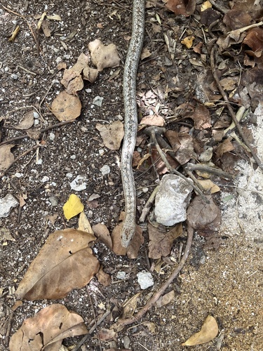 Antiguan Racer