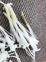 Ageratina petiolaris