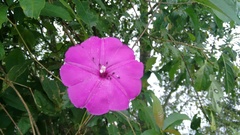 Ipomoea dumosa