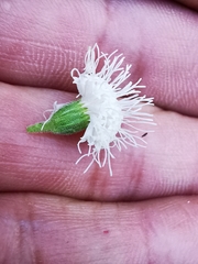 Ageratina petiolaris