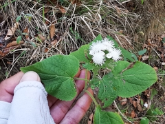 Ageratina petiolaris