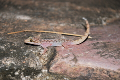Phyllodactylus lanei