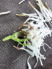 Ageratina petiolaris